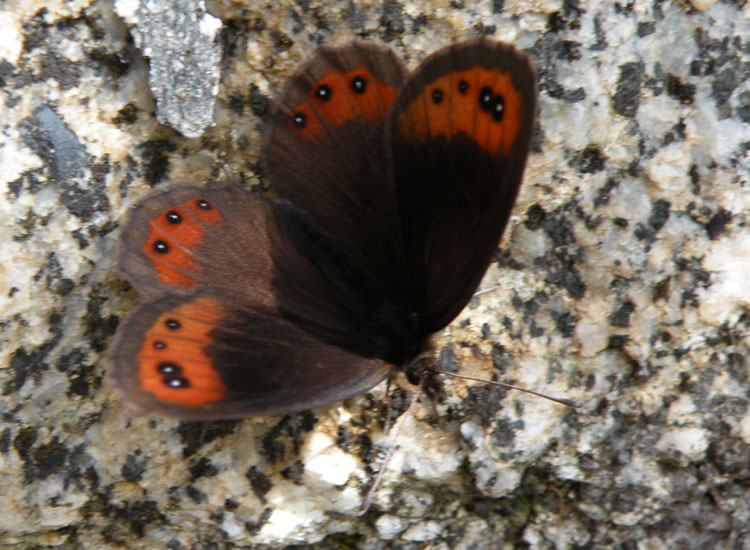 Potrebbe essere  Erebia aethiops?